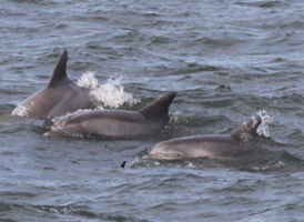 Common Bottlenose Dolphin